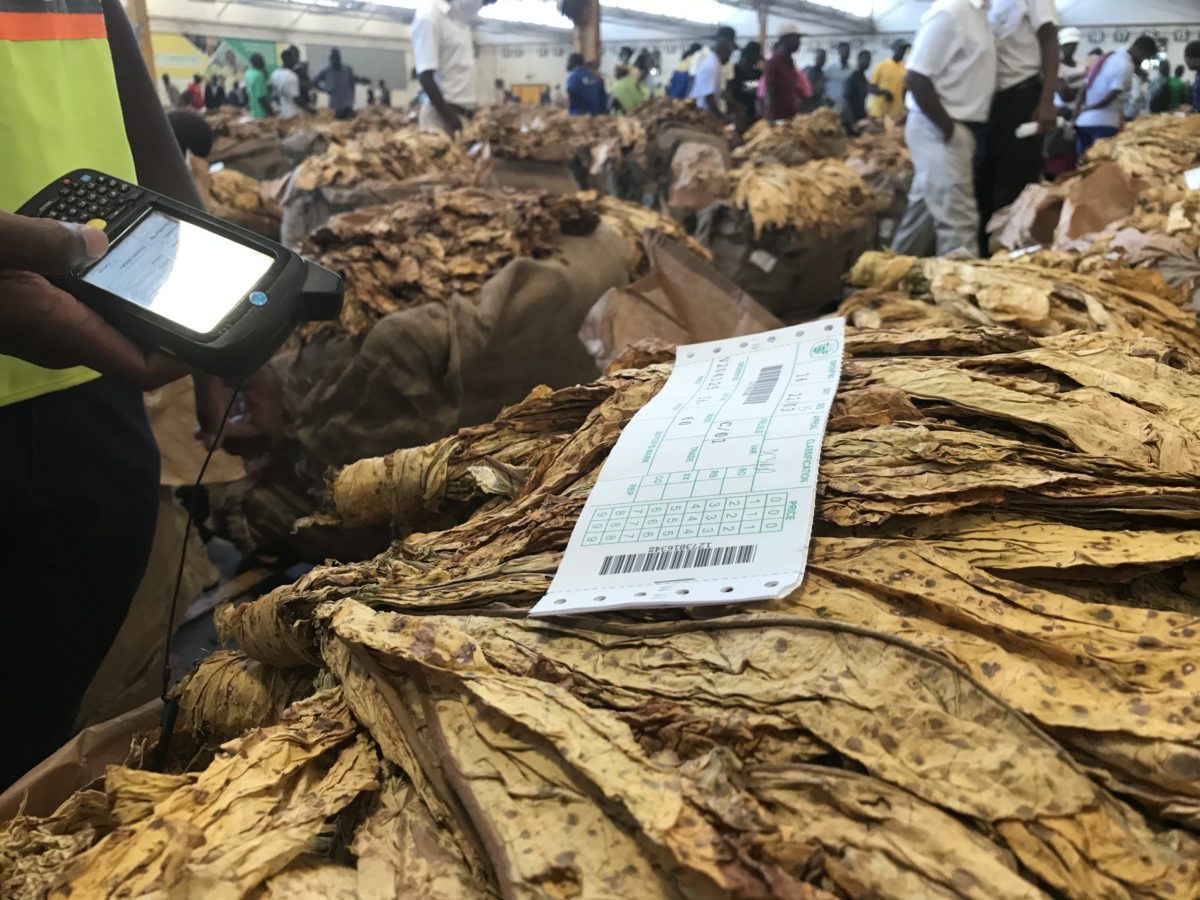 Tobacco marketing season opens… farmers dismayed by opening price