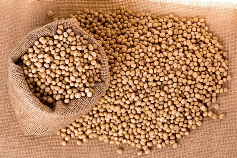 Soya bean production at 10pc DailyNews