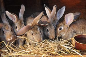 China gives Zimbabwe’s rabbit production some speed – DailyNews