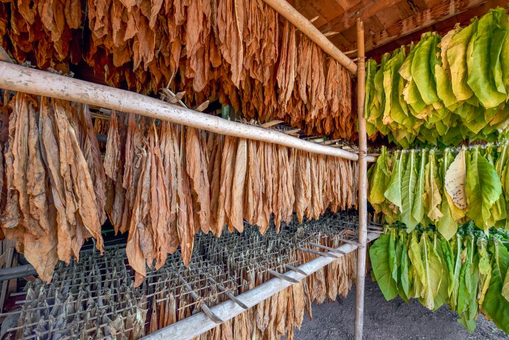 Grabba Tobacco Guide: Uses, Types, And Why It's Popular Among Ent